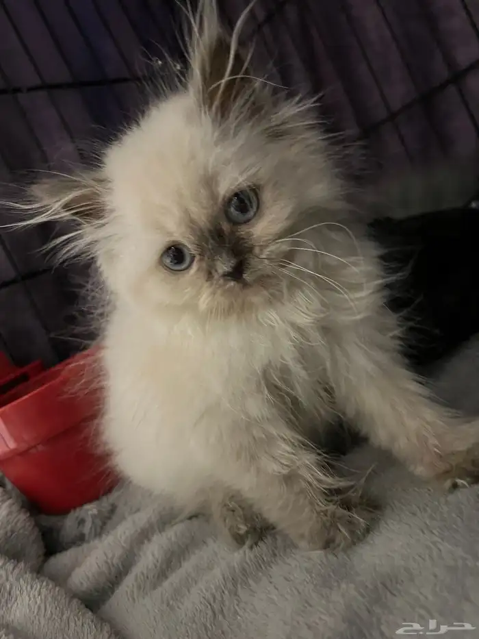 قطط للبيع شيرازي 8