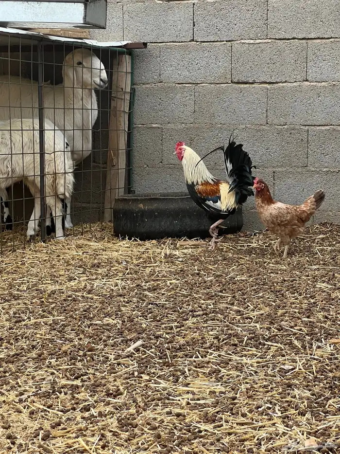 ديوك ترثة طيبات ومن النوادر 3