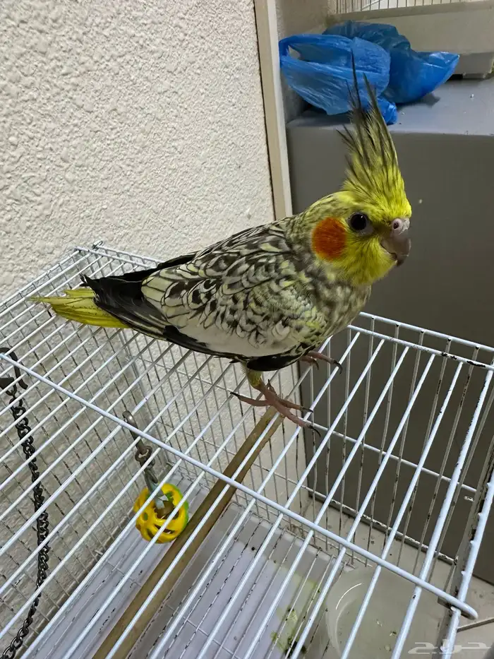 السلام وعليكم اعرض لكم أنثى كروان أليف للبيع 5