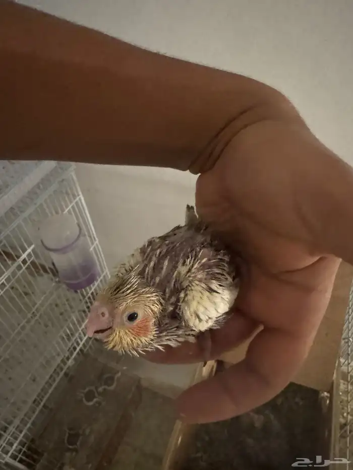 فروخ كروان 2