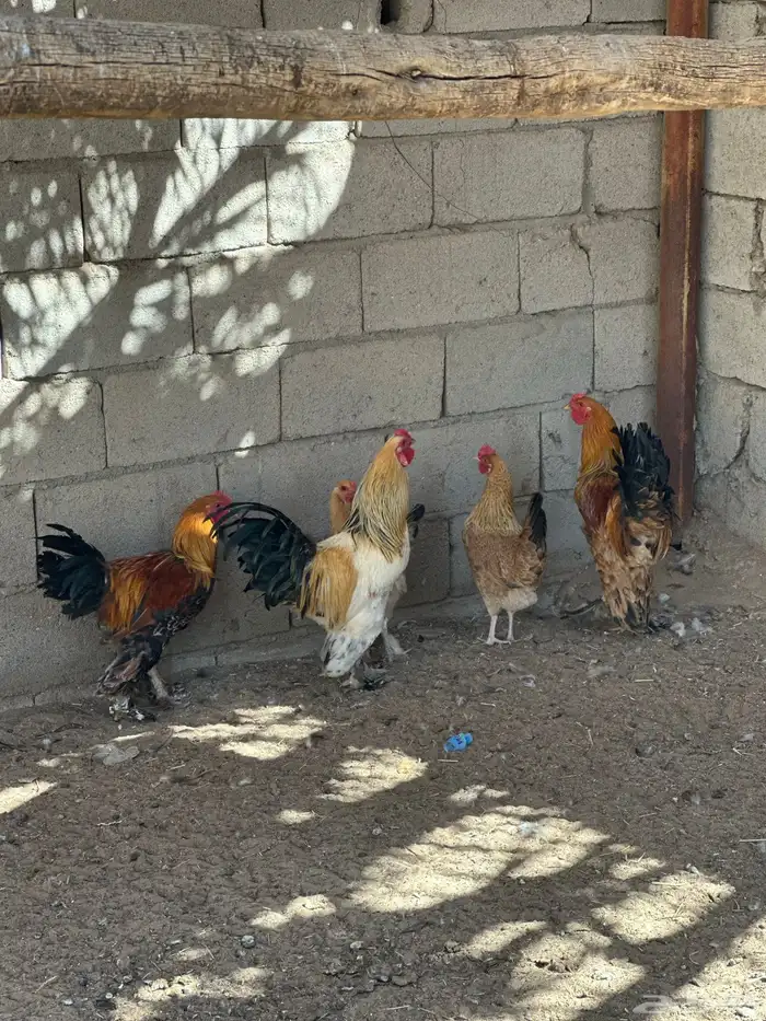 دجاج كفو مهجن تركي وبراهما 3