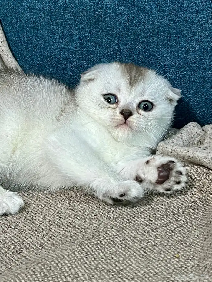 قطط كتن سكوتش شهر ونص للبيع 4