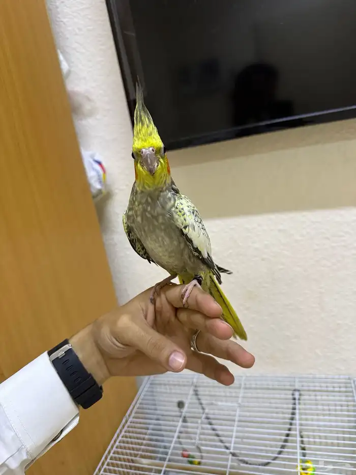 السلام وعليكم اعرض لكم أنثى كروان أليف للبيع 1