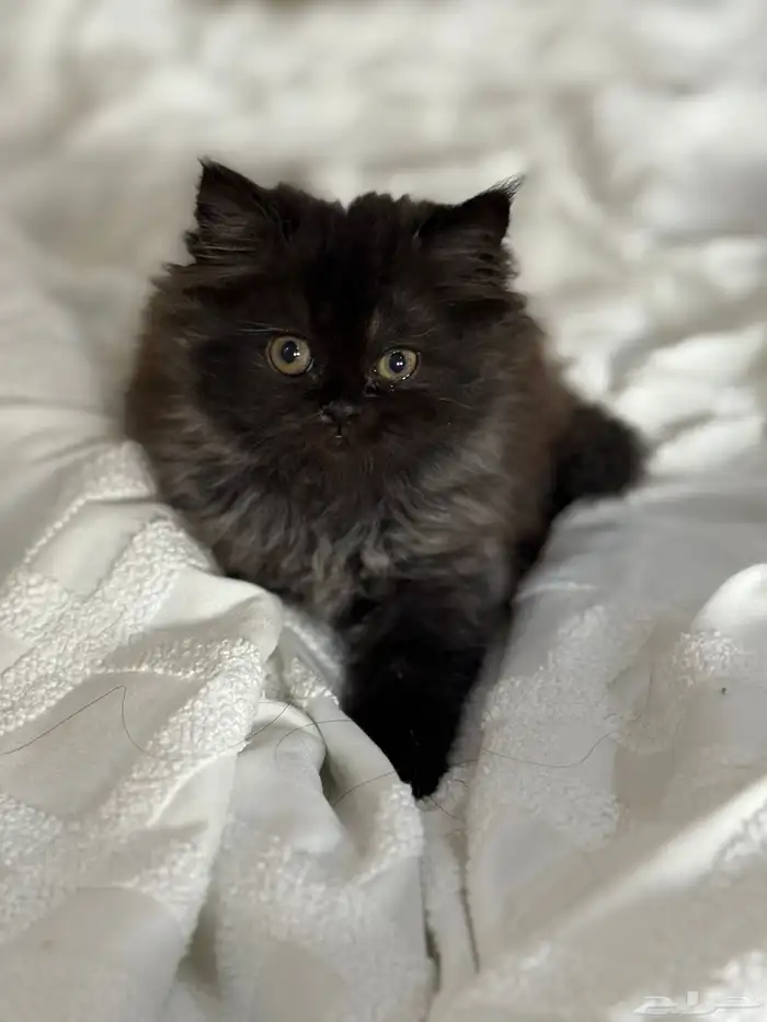 قطة شيرازي للبيع 0