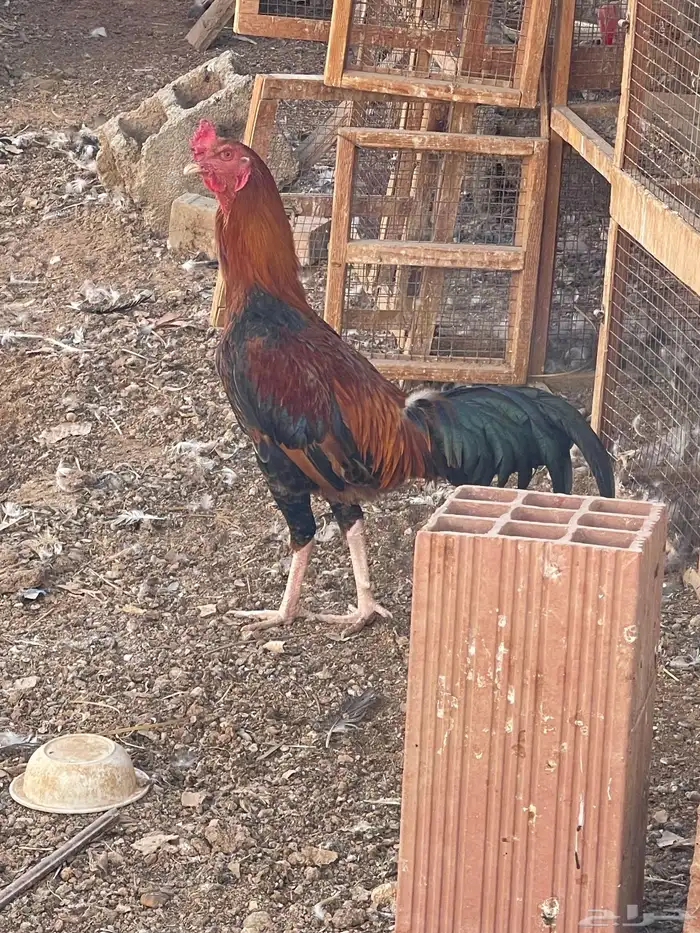 دجاج هندي تركي بلدي للبيع 0