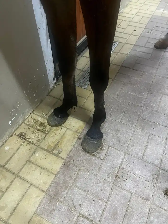 مهر شعبي للبيع 2