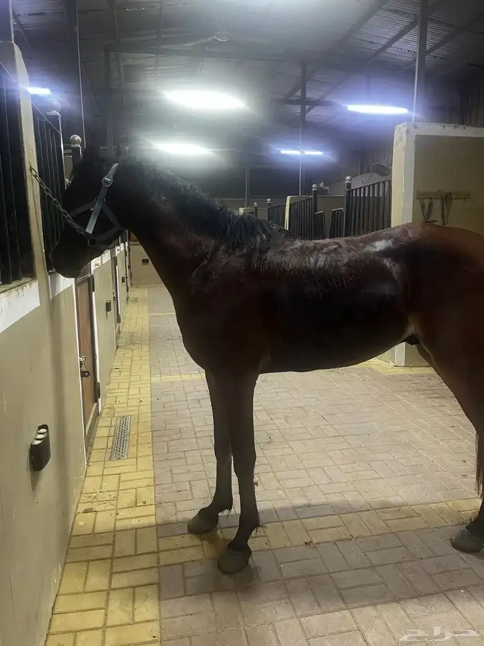 مهر شعبي للبيع 0