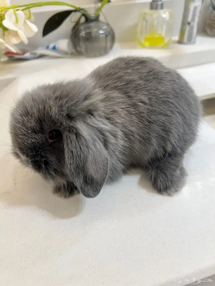 أرنب هولندي انثى 0