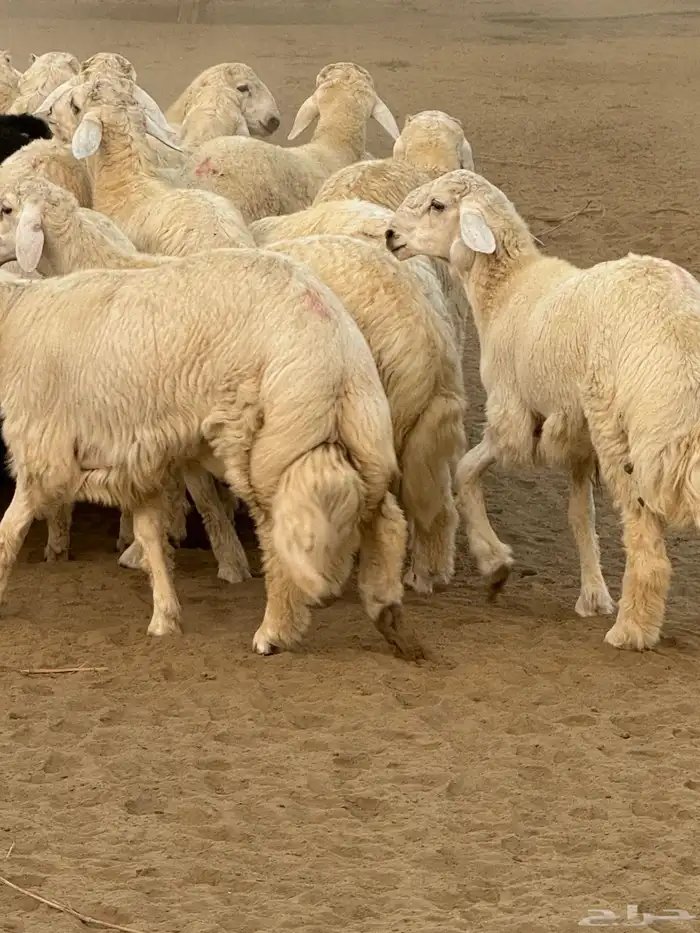 طليان ذبائح حريات غنم شهران 0