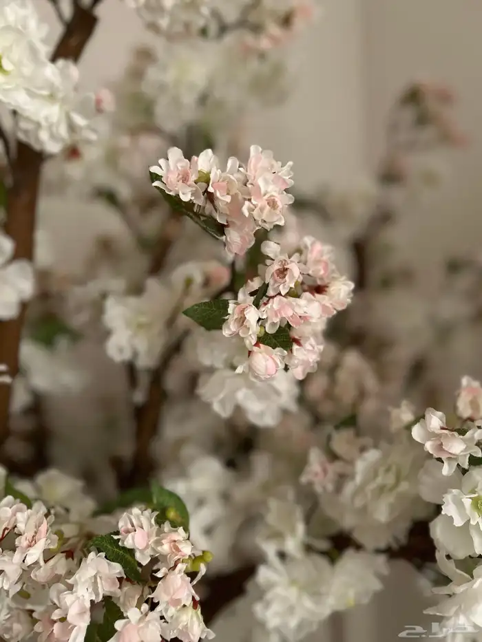 شجرة الربيع 1