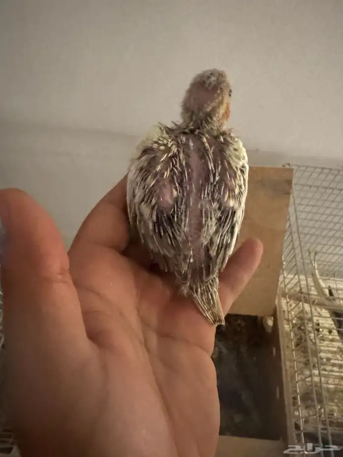 فروخ كروان 1