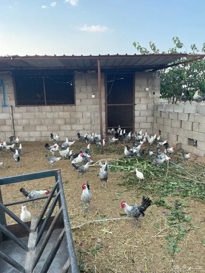 دجاج فيومي للبيع 1
