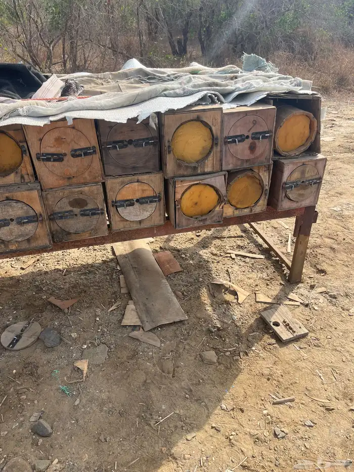 جبوح نحل محايلي فاضي 10