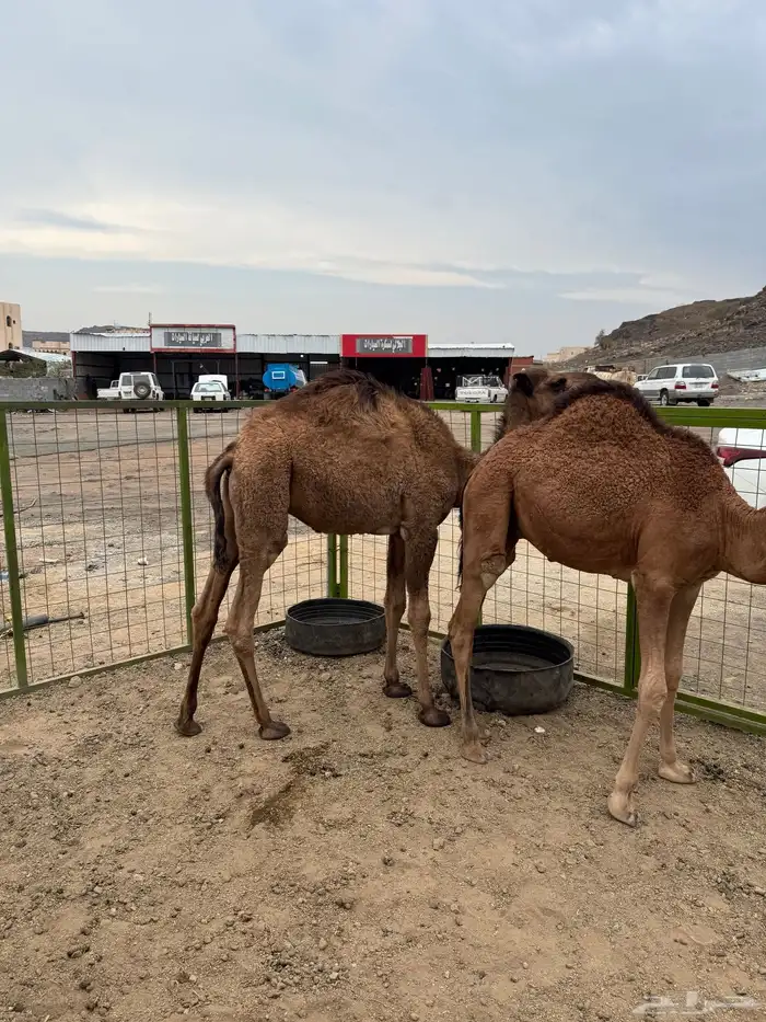 قعدان العدد اثنين مشروطه من كل شي 3