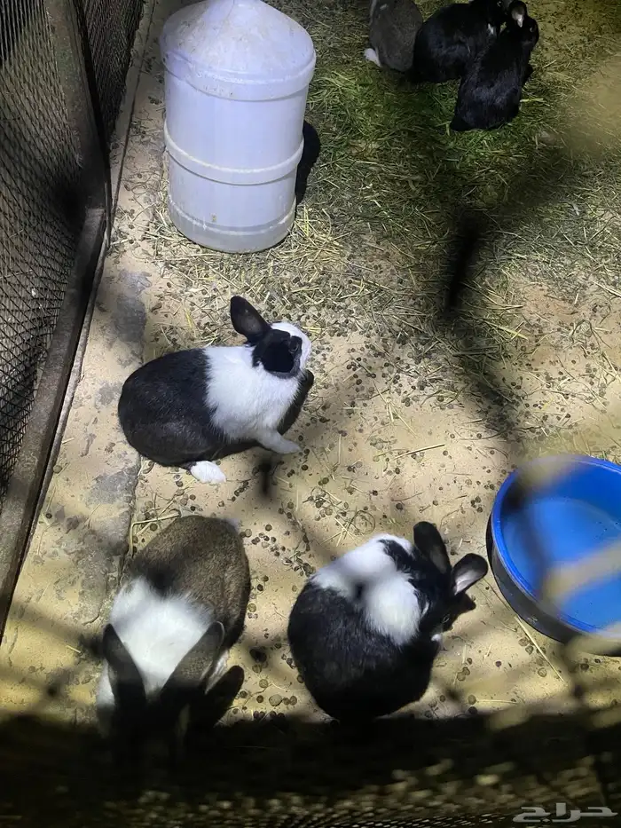 ارانب للبيع 9