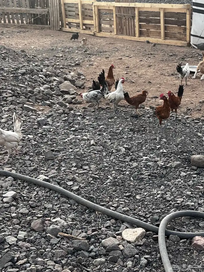 ديكه للبيع 0