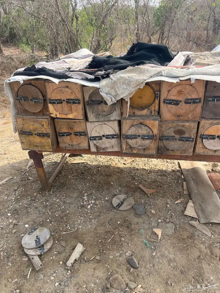 جبوح نحل محايلي فاضي 11