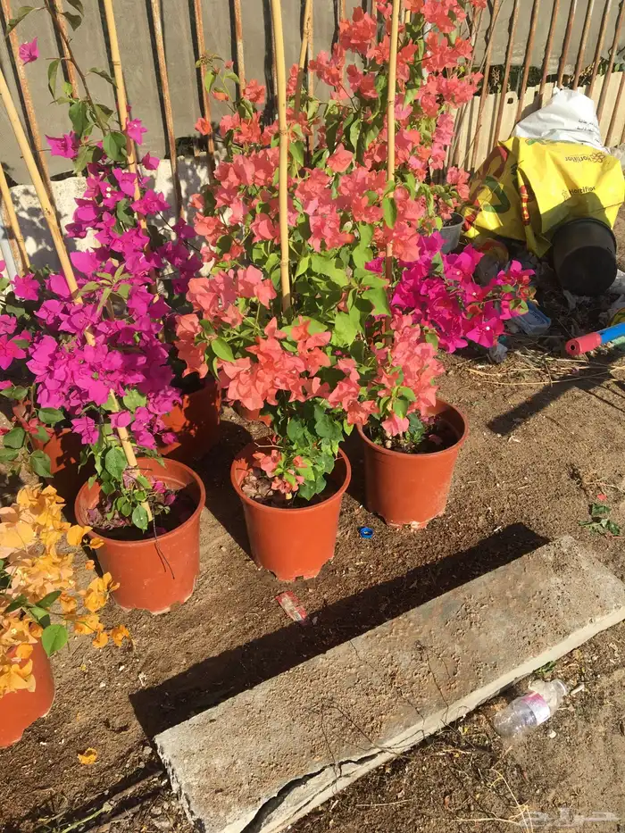 تنسيق الحدائق المنزلية 19