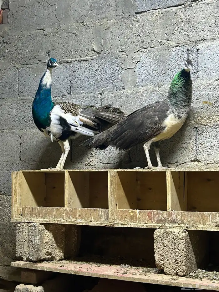 جوز طاووس منتج 5