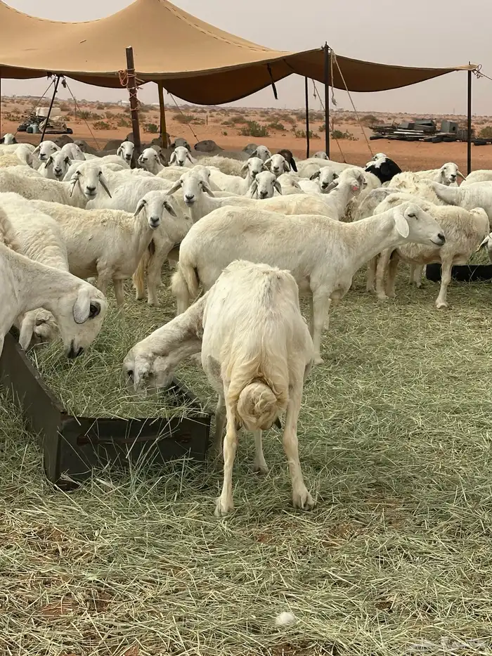 للبيع غنم حريات طيبه حرش 4