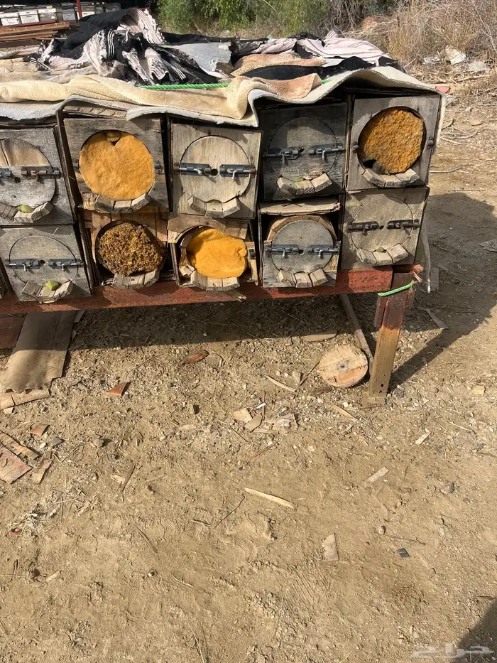 جبوح نحل محايلي فاضي 12