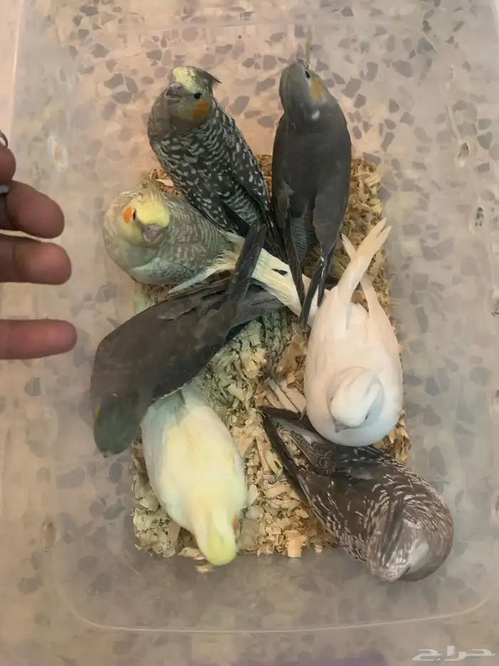 فروخ كروان غر للبيع 0