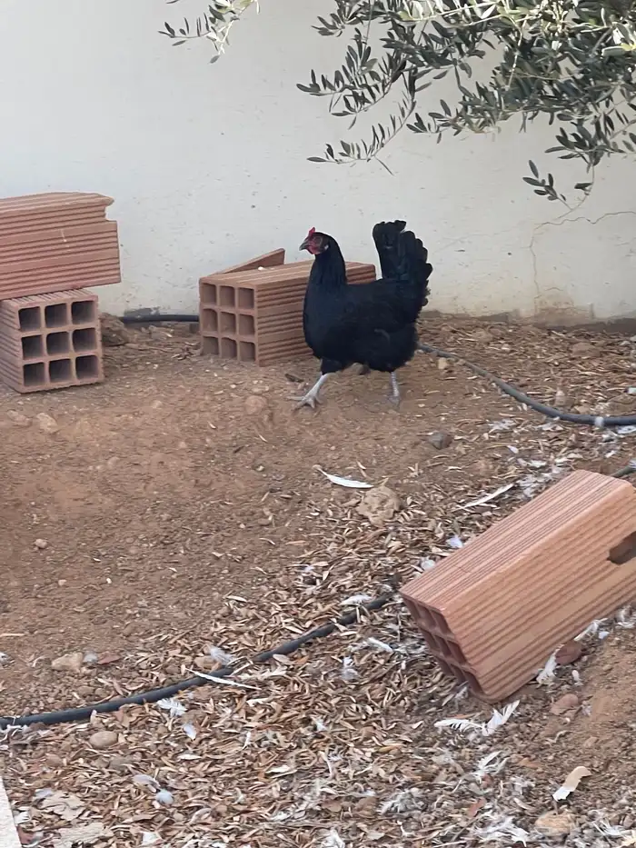 دجاج هندي تركي بلدي للبيع 1