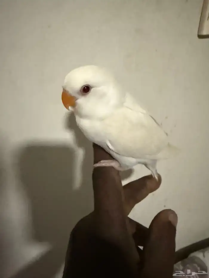 للبيع طير روز بينوا صحته جيده أليف مافي عض 0