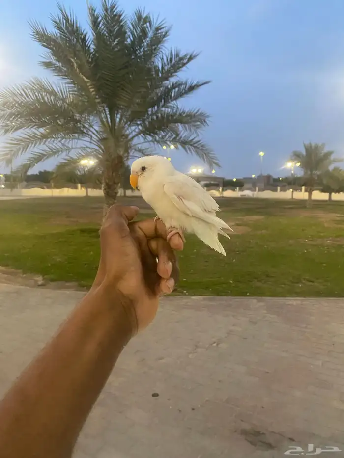 للبيع روز البينو هدد خارجي مايعرف العض 2