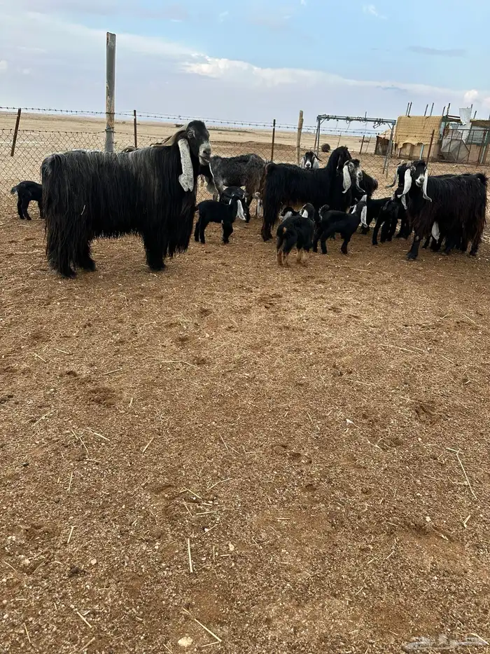 معزا 8 معها 16 0