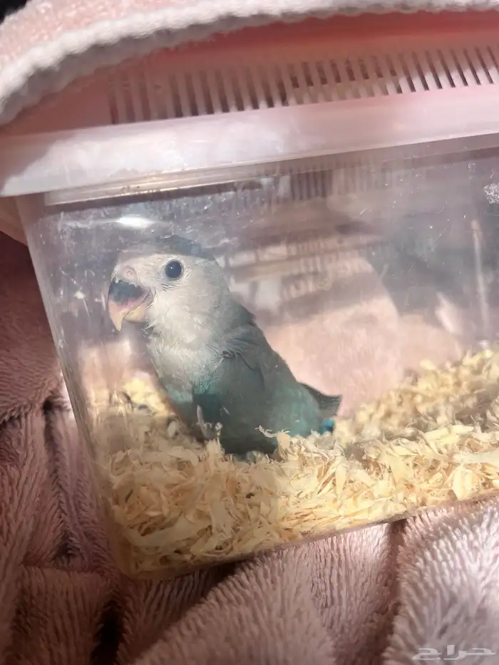 فرخ روز فاخر جدا 2