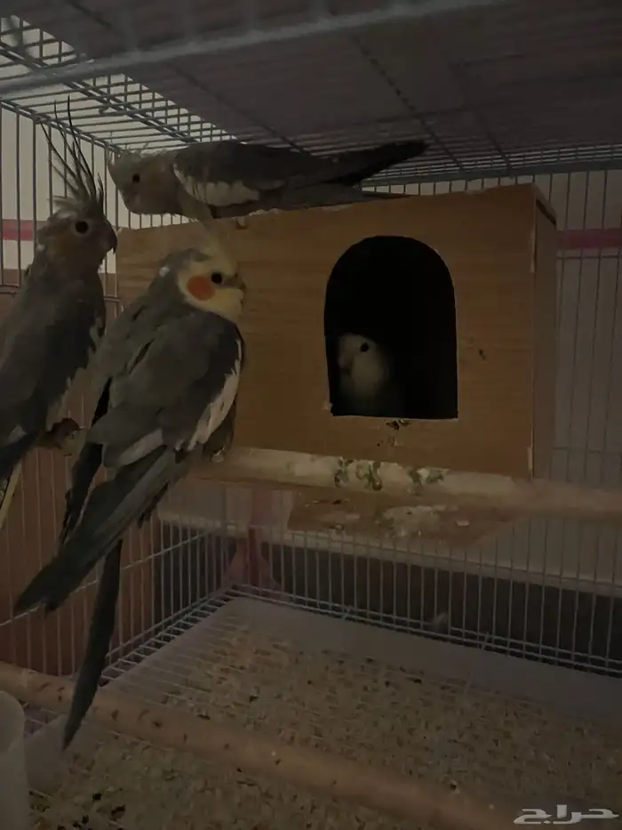 طيور كروان 4