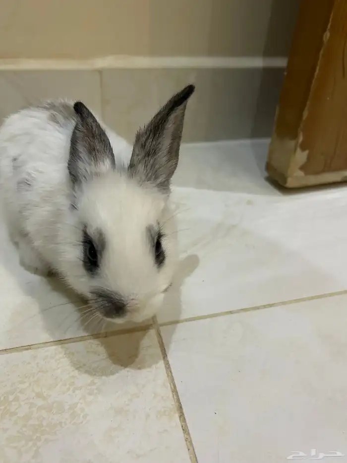 أرنب بلديه العمر شهر الصحه ممتازه 2