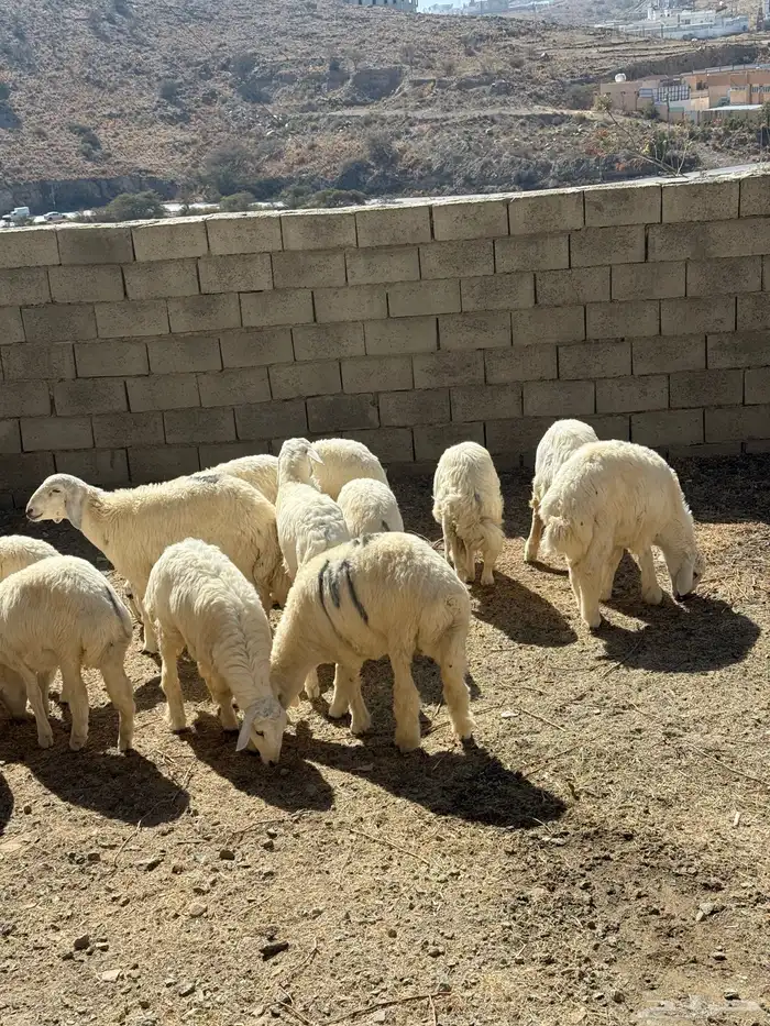 طليان ورخال للبيع 6 أشهر وفوق باسعار مناسبه للجميع 2