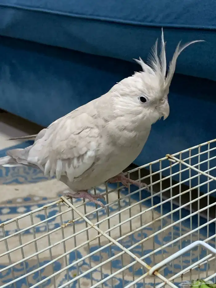 انثى كروان 3