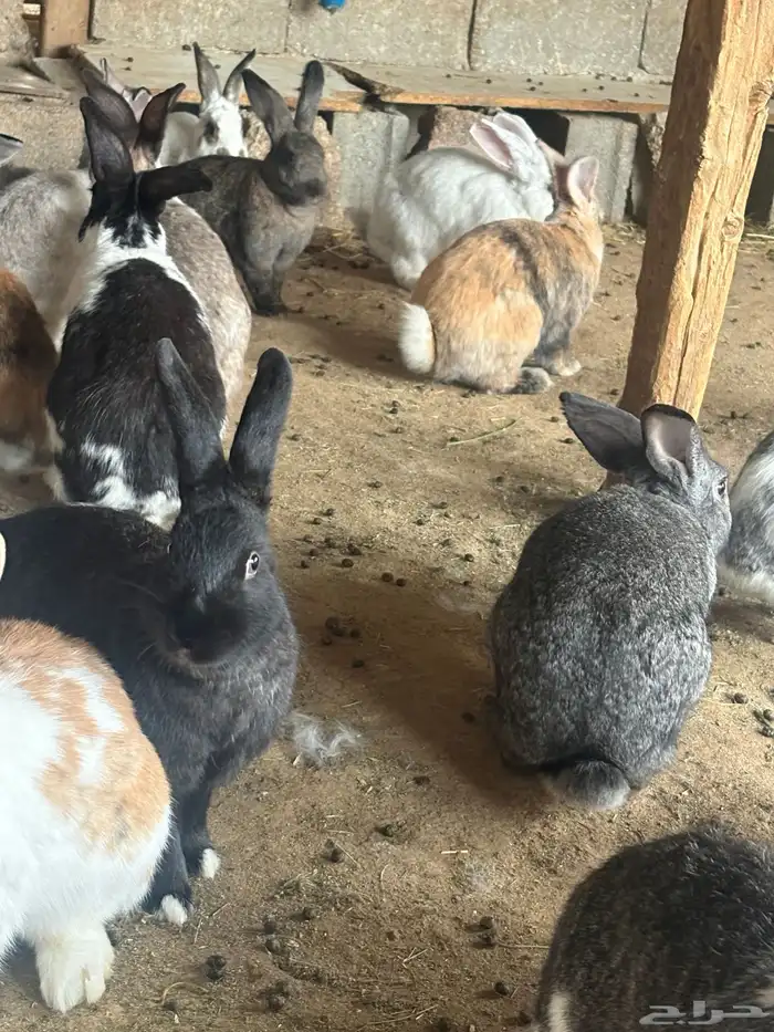 ارانب فرنسيه جروم 1