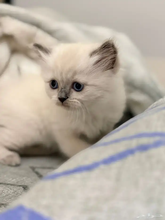 كيتين هيمالايا امريكي 0