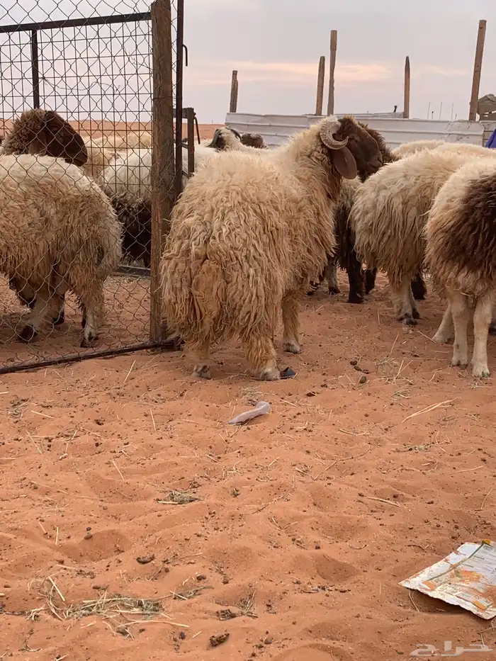 ذبايح نعيم جبر 0