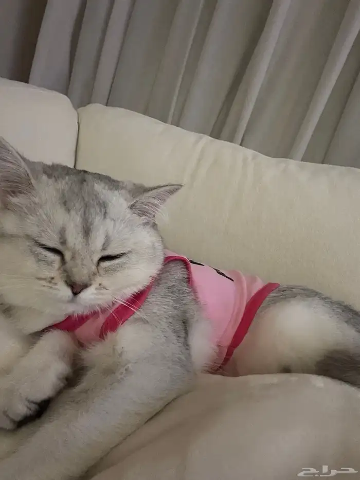 قطة سكوتش مميزة 1