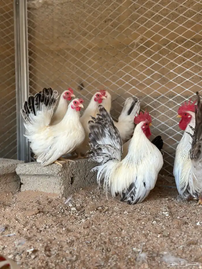 للبيع بيض دجاج جبانيز كولمبي 0