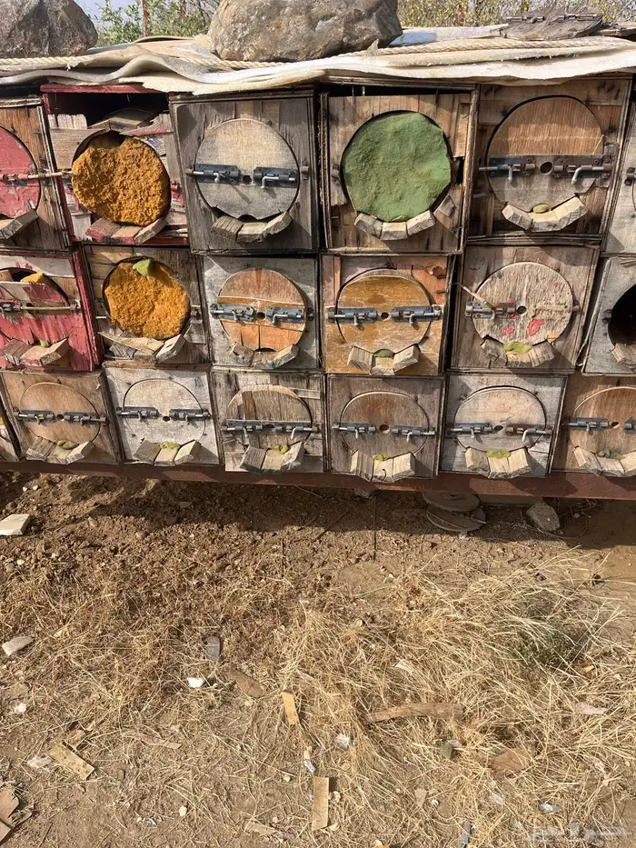 جبوح نحل محايلي فاضي 8