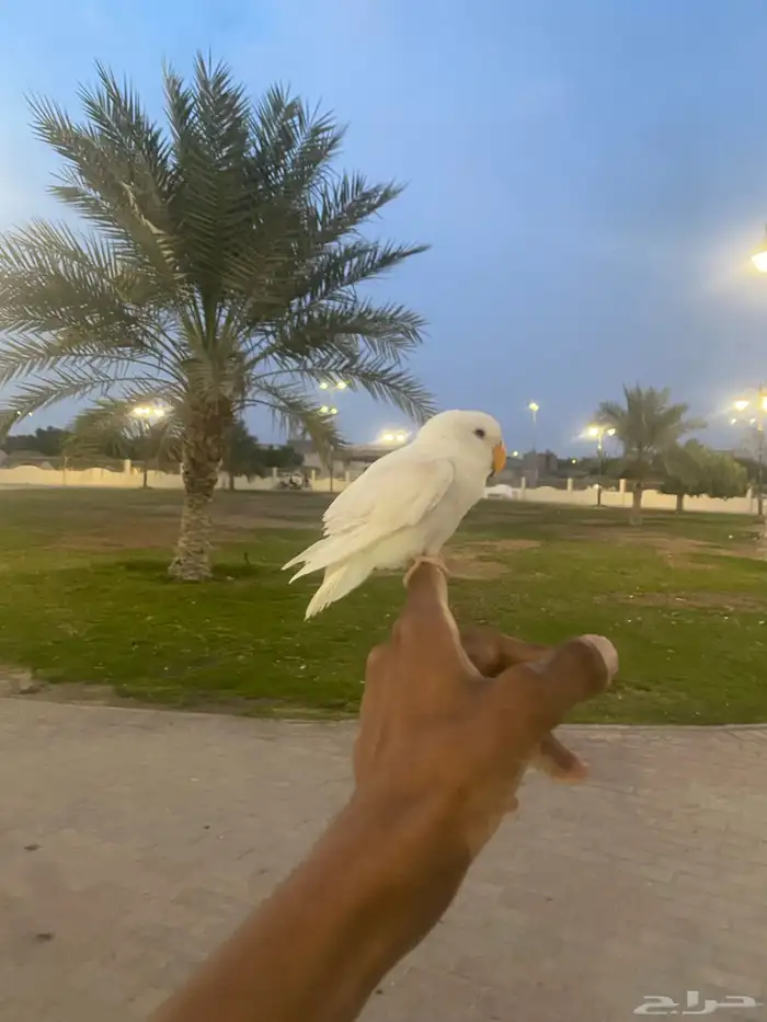 للبيع روز البينو هدد خارجي مايعرف العض 1