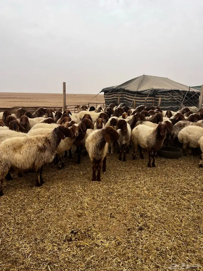 غنم نعيمي مراح 0