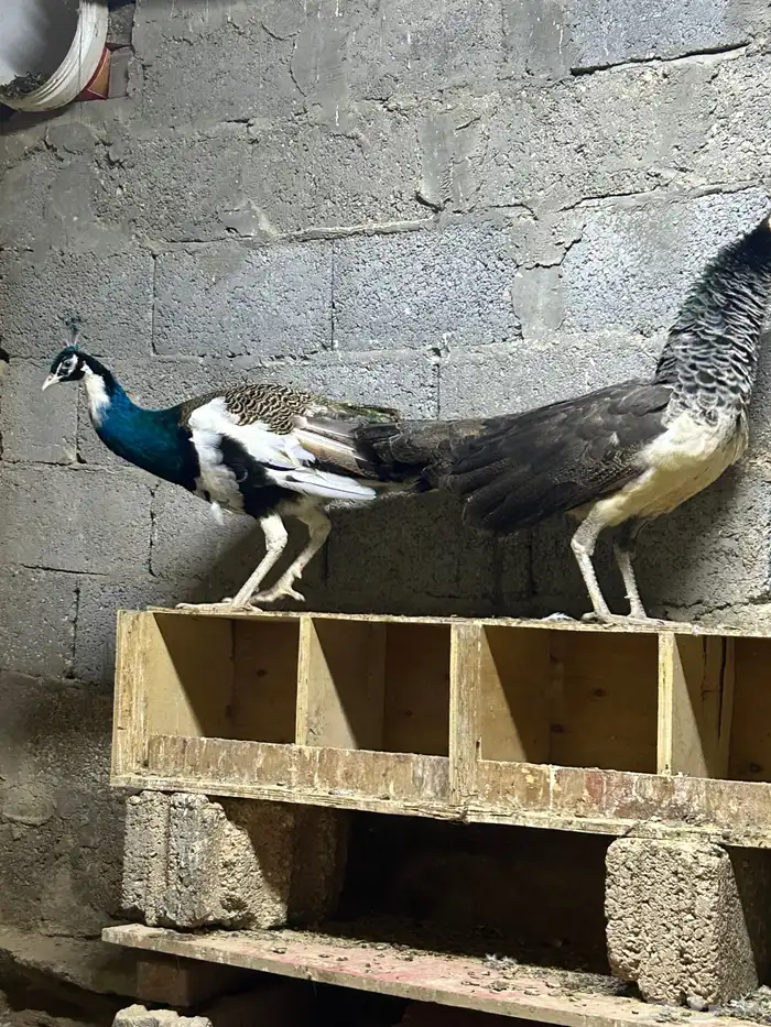 جوز طاووس منتج 4