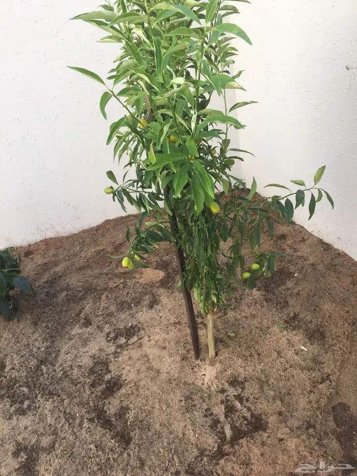 تنسيق الحدائق المنزلية 20