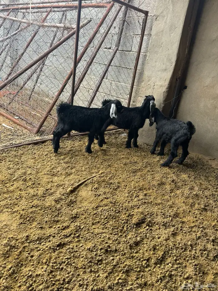 تيس وجفرتين عوارض طيبات ونضاف 4