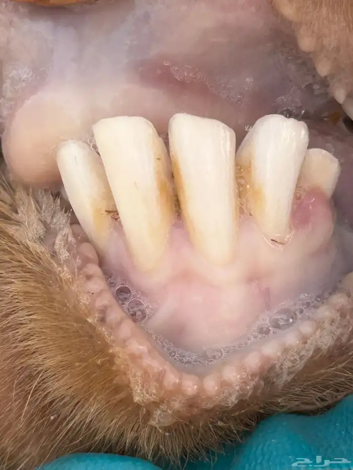 فحل تيس كنهاري 4