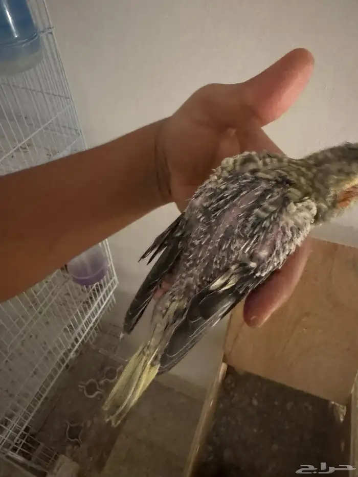 فروخ كروان 5