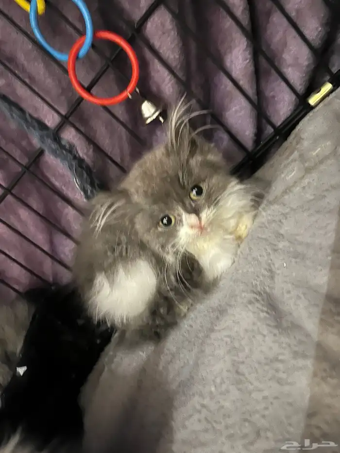 قطط للبيع شيرازي 2