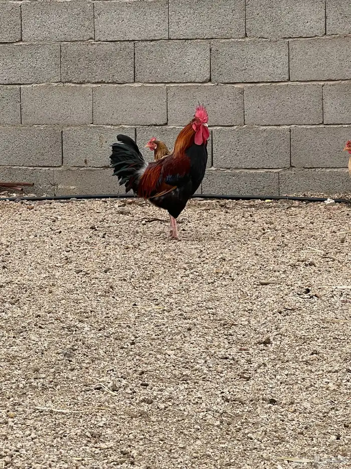 ديوك ترثة طيبات ومن النوادر 1